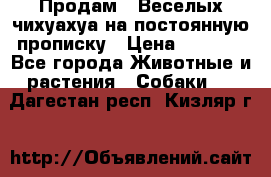 Продам.  Веселых чихуахуа на постоянную прописку › Цена ­ 8 000 - Все города Животные и растения » Собаки   . Дагестан респ.,Кизляр г.
